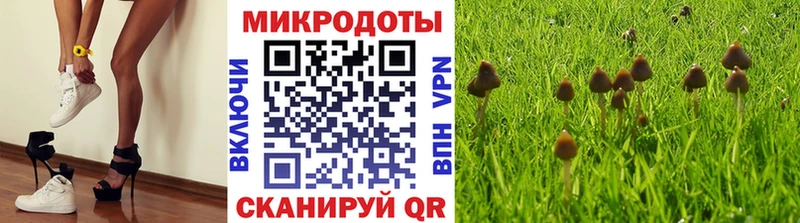 где найти наркотики  Нея  Галлюциногенные грибы Psilocybine cubensis 